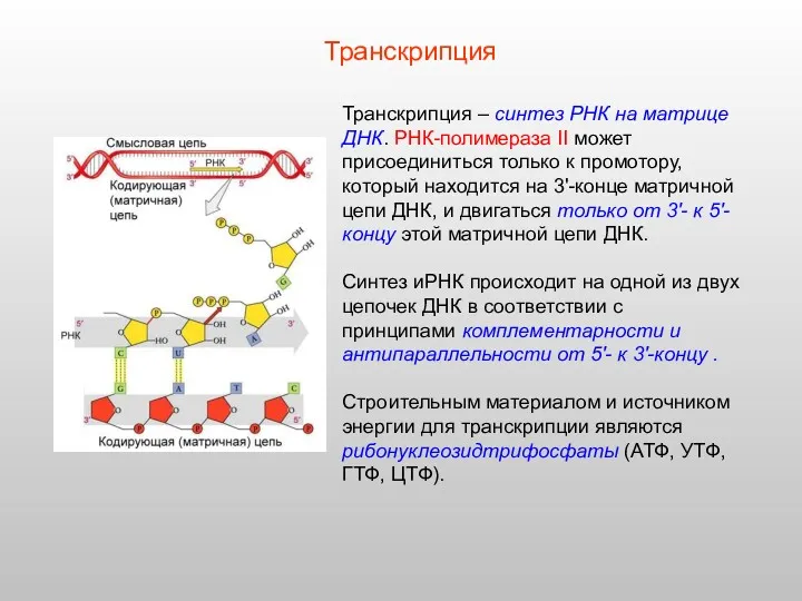 Транскрипция – синтез РНК на матрице ДНК. РНК-полимераза II может присоединиться только к