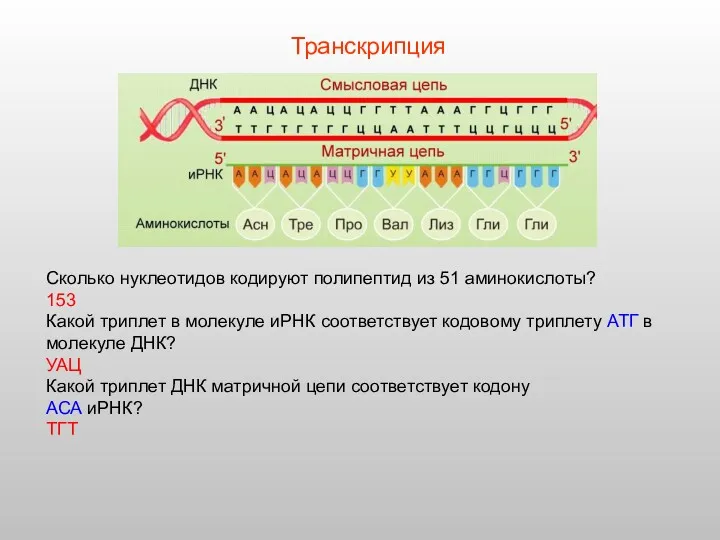 Сколько нуклеотидов кодируют полипептид из 51 аминокислоты? 153 Какой триплет в молекуле иРНК