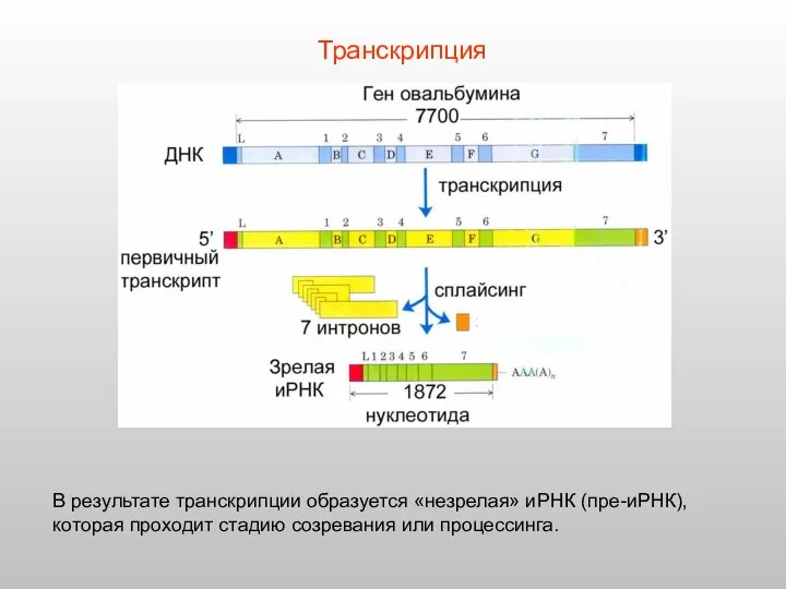В результате транскрипции образуется «незрелая» иРНК (пре-иРНК), которая проходит стадию созревания или процессинга. Транскрипция