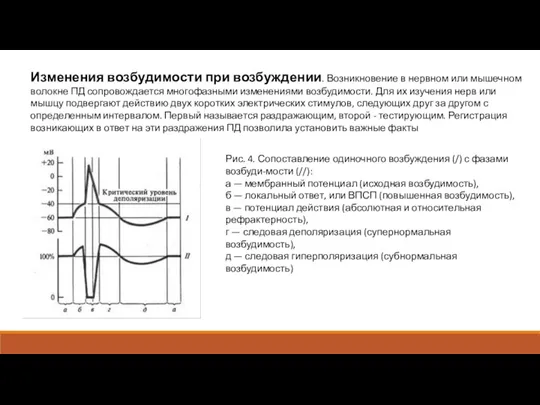 Изменения возбудимости при возбуждении. Возникновение в нервном или мышечном волокне