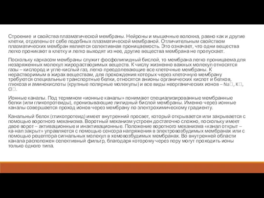 Строение и свойства плазматической мембраны. Нейроны и мышечные волокна, равно