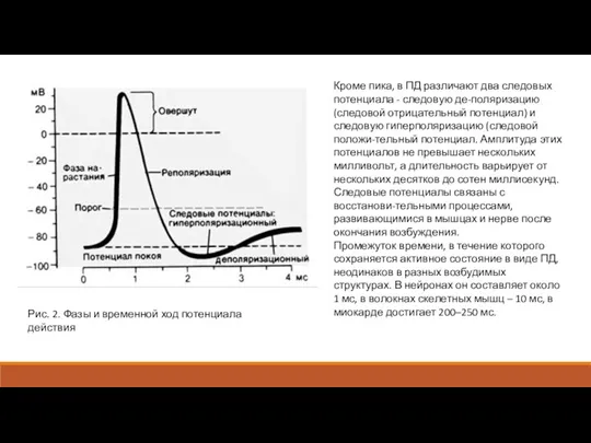 Кроме пика, в ПД различают два следовых потенциала - следовую