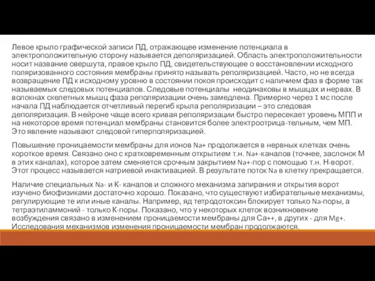 Левое крыло графической записи ПД, отражающее изменение потенциала в электроположительную