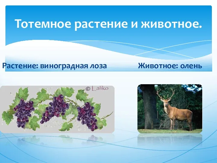 Растение: виноградная лоза Животное: олень Тотемное растение и животное.