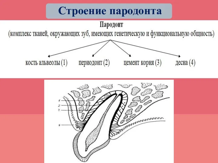 Строение пародонта