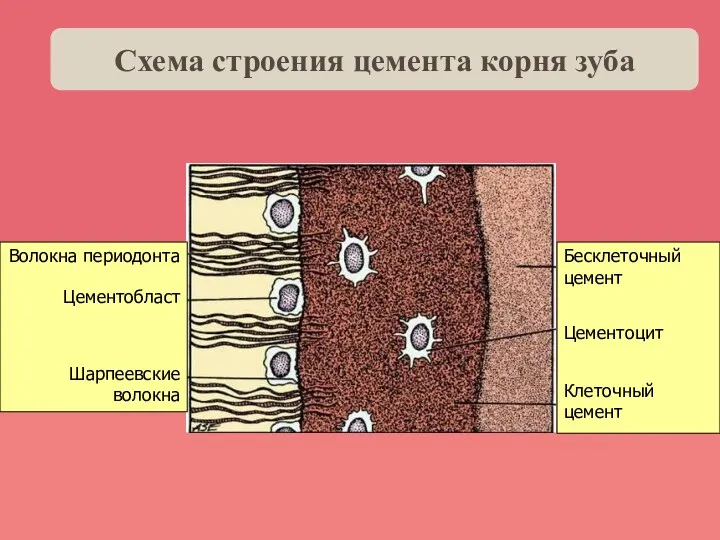 Бесклеточный цемент Цементоцит Клеточный цемент Волокна периодонта Цементобласт Шарпеевские волокна Схема строения цемента корня зуба