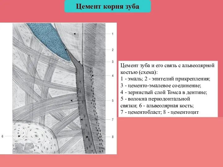 Цемент зуба и его связь с альвеолярной костью (схема): 1