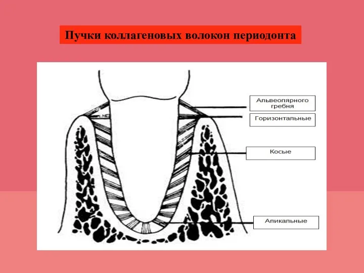 Пучки коллагеновых волокон периодонта