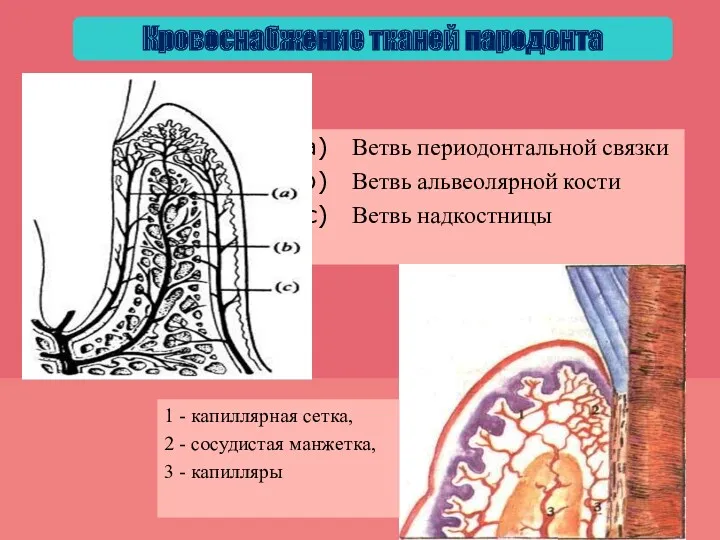 Кровоснабжение тканей пародонта Ветвь периодонтальной связки Ветвь альвеолярной кости Ветвь