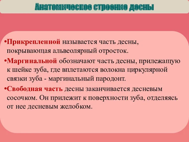 Прикрепленной называется часть десны, покрывающая альвеолярный отросток. Маргинальной обозначают часть