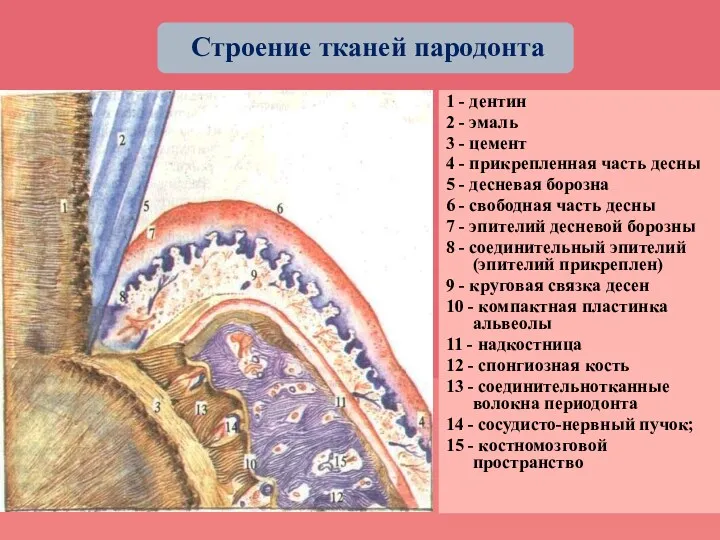 Строение тканей пародонта 1 - дентин 2 - эмаль 3