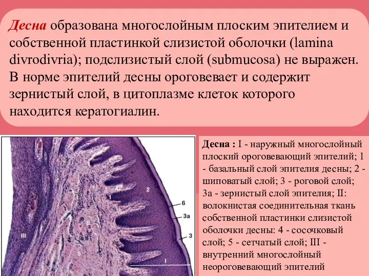 Десна образована многослойным плоским эпителием и собственной пластинкой слизистой оболочки
