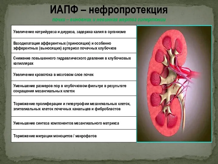 ИАПФ – нефропротекция почки – виновник и невинная жертва гипертонии