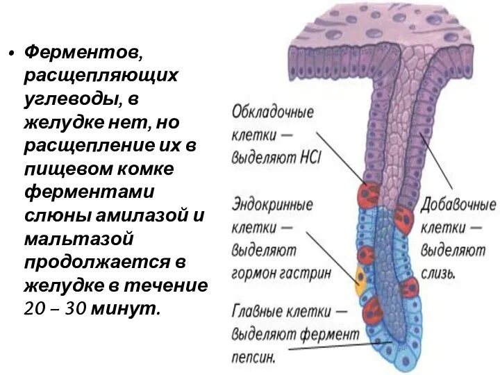 Ферментов, расщепляющих углеводы, в желудке нет, но расщепление их в