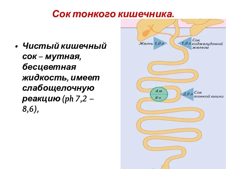 Сок тонкого кишечника. Чистый кишечный сок – мутная, бесцветная жидкость,