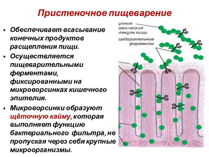 Пристеночное пищеварение Обеспечивает всасывание конечных продуктов расщепления пищи. Осуществляется пищеварительными