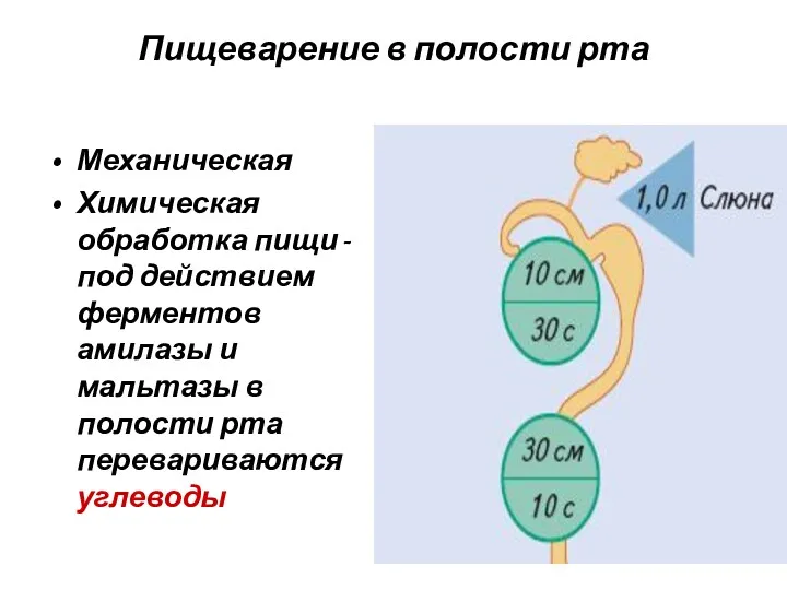 Пищеварение в полости рта Механическая Химическая обработка пищи - под