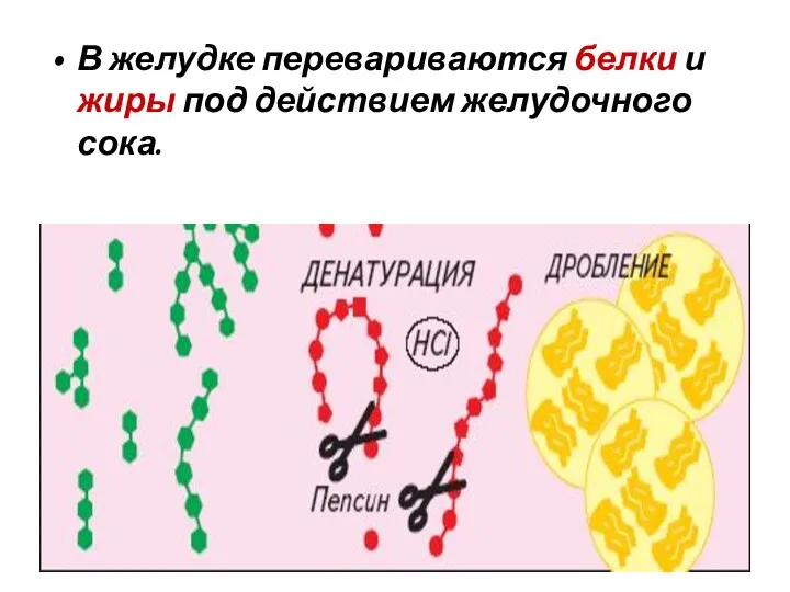 В желудке перевариваются белки и жиры под действием желудочного сока.