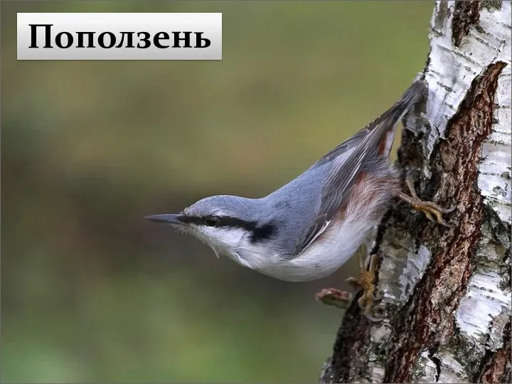 Поползень