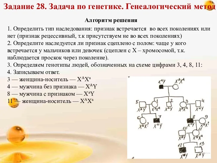 Задание 28. Задача по генетике. Генеалогический метод Алгоритм решения 1.