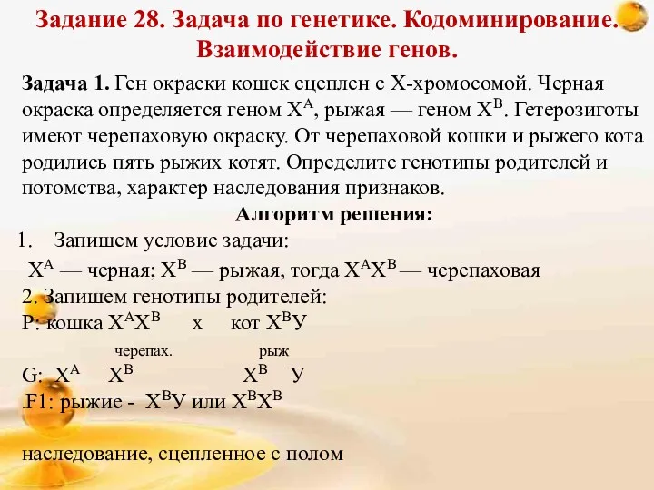 Задание 28. Задача по генетике. Кодоминирование. Взаимодействие генов. Задача 1.