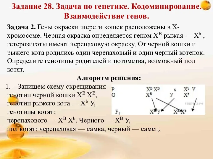 Задание 28. Задача по генетике. Кодоминирование. Взаимодействие генов. Задача 2.