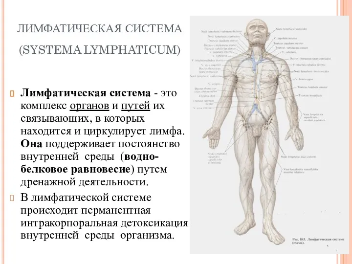 ЛИМФАТИЧЕСКАЯ СИСТЕМА (SYSTEMA LYMPHATICUM) Лимфатическая система - это комплекс органов и путей их