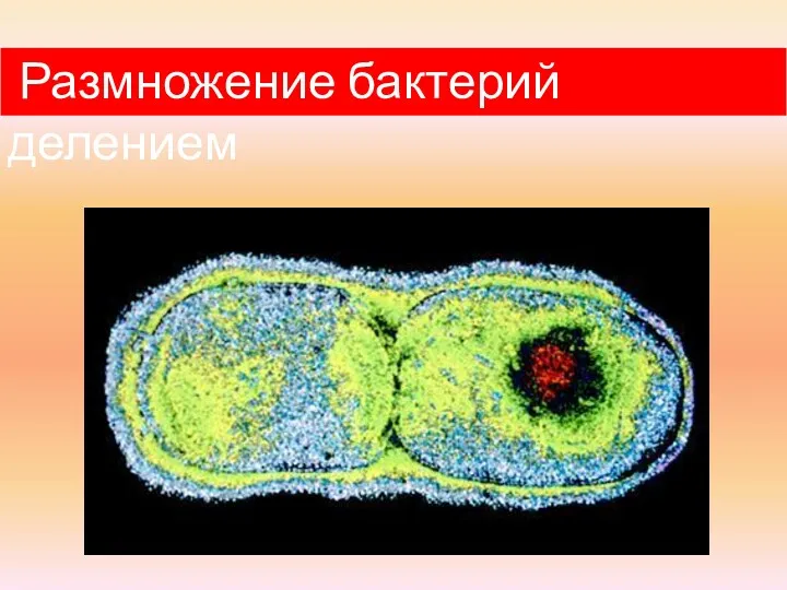 Размножение бактерий делением