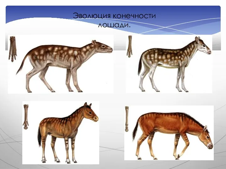 Эволюция конечности лошади.