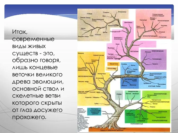 Итак, современные виды живых существ - это, образно говоря, лишь