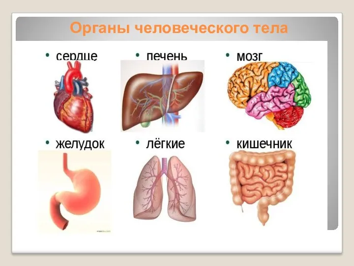 Органы человеческого тела