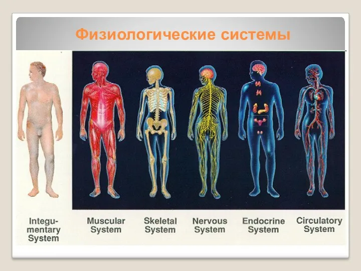 Физиологические системы