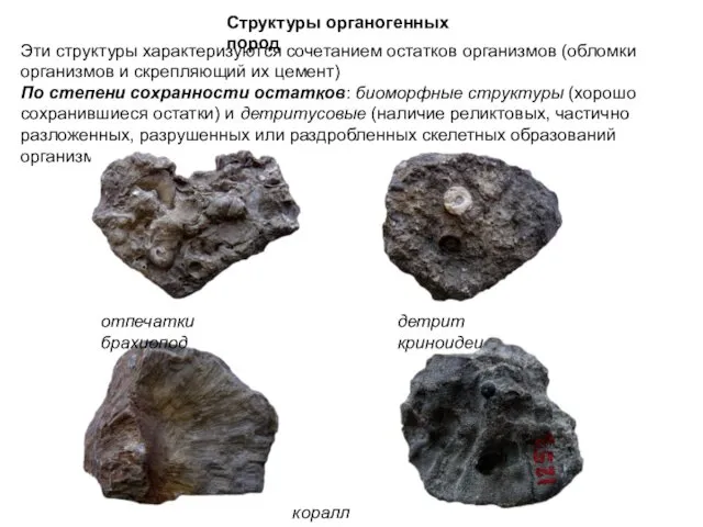 Эти структуры характеризуются сочетанием остатков организмов (обломки организмов и скрепляющий