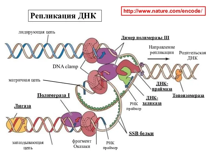 http://www.nature.com/encode/