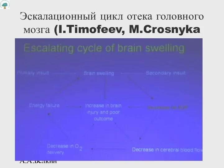 А.А.Белкин Эскалационный цикл отека головного мозга (I.Timofeev, M.Crosnyka et al.)