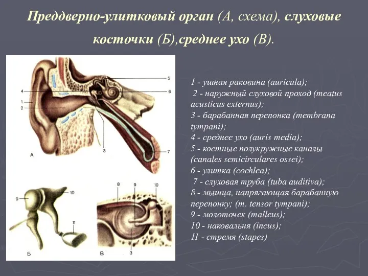 Преддверно-улитковый орган (А, схема), слуховые косточки (Б),среднее ухо (В). 1