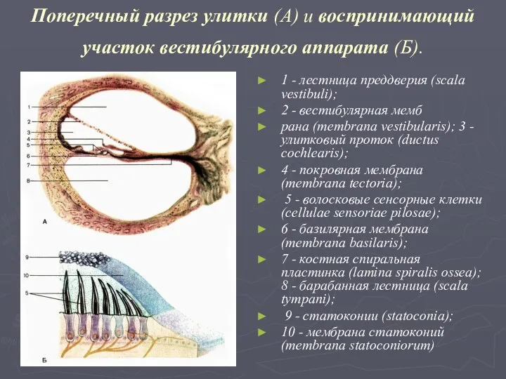 Поперечный разрез улитки (А) и воспринимающий участок вестибулярного аппарата (Б).