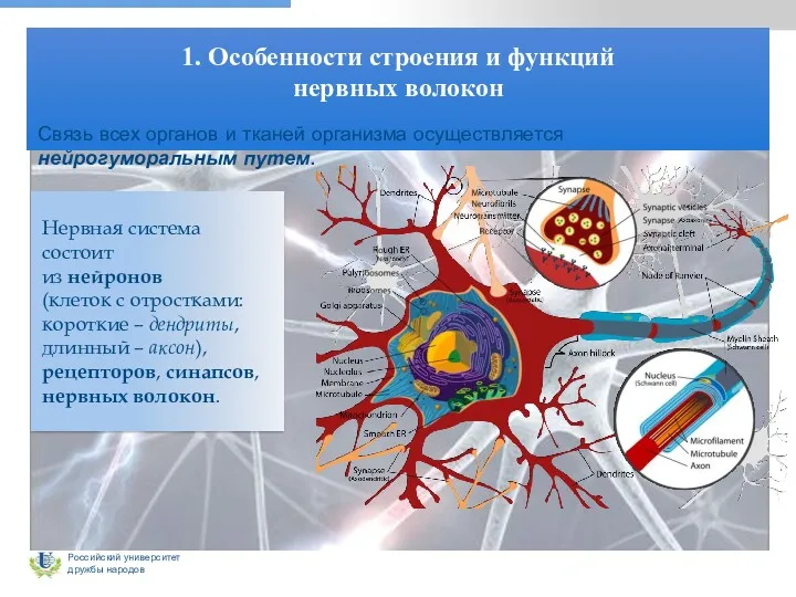 1. Особенности строения и функций нервных волокон Связь всех органов