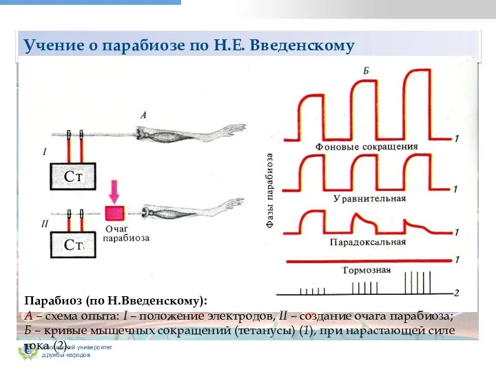 Учение о парабиозе по Н.Е. Введенскому Парабиоз (по Н.Введенскому): А