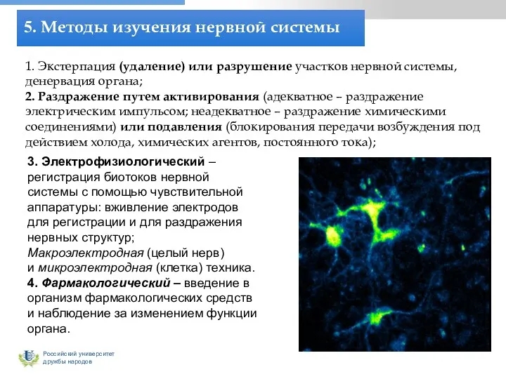 5. Методы изучения нервной системы 3. Электрофизиологический – регистрация биотоков