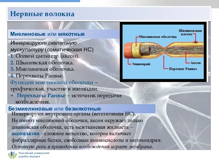 Иннервируют скелетную мускулатуру (соматическая НС) 1. Осевой цилиндр (аксон). 2.