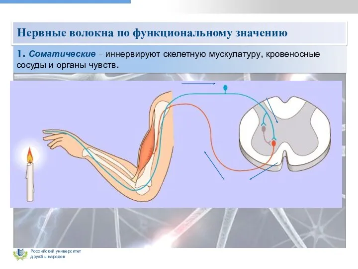 Нервные волокна по функциональному значению 1. Соматические – иннервируют скелетную мускулатуру, кровеносные сосуды и органы чувств.