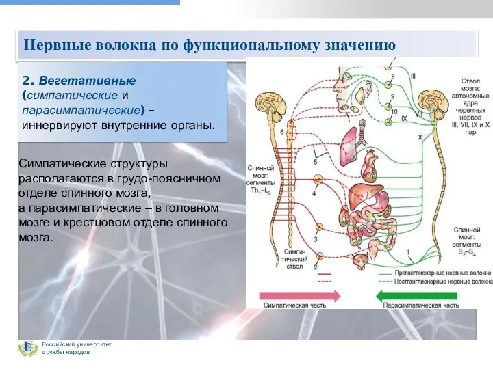 Нервные волокна по функциональному значению 2. Вегетативные (симпатические и парасимпатические)