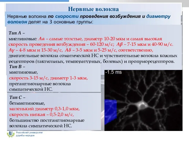 Нервные волокна Нервные волокна по скорости проведения возбуждения и диаметру