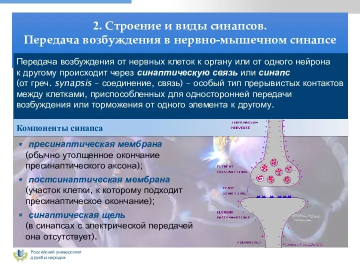 2. Строение и виды синапсов. Передача возбуждения в нервно-мышечном синапсе