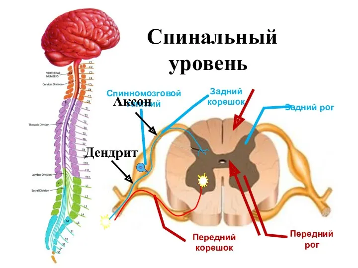 Спинальный уровень Задний рог Передний рог Задний корешок Передний корешок Спинномозговой ганглий Дендрит Аксон