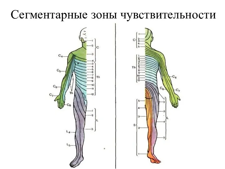 Сегментарные зоны чувствительности