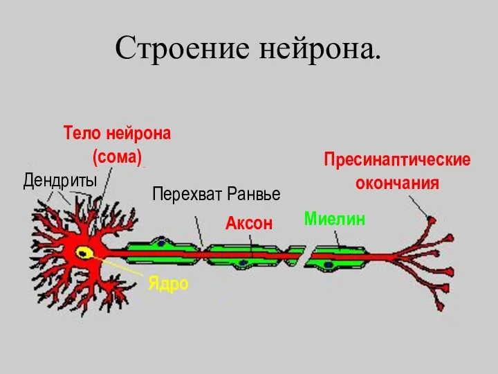 Строение нейрона. Тело нейрона (сома) Пресинаптические окончания Аксон Перехват Ранвье Миелин Дендриты Ядро