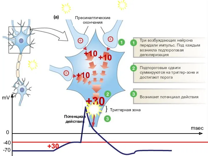 Пресинаптические окончания Три возбуждающих нейрона передали импульс. Под каждым возникла