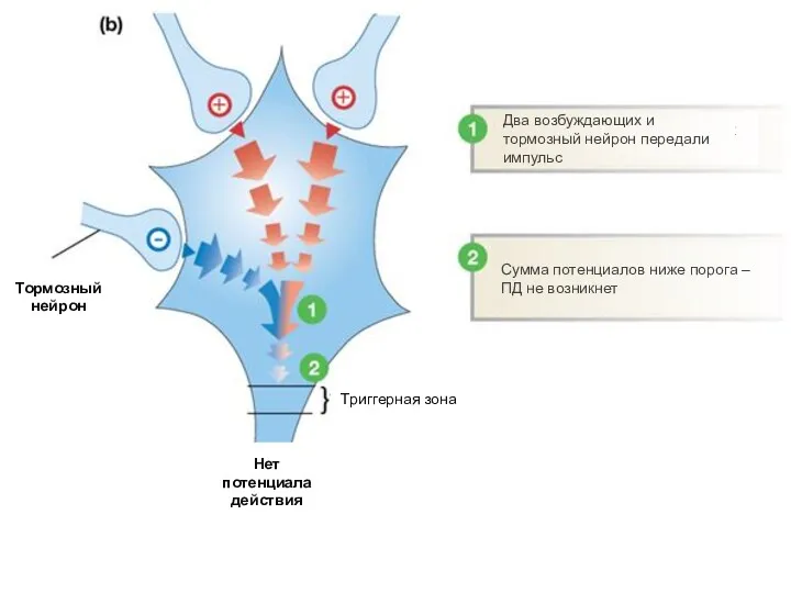 Тормозный и два возбуждающих нейрона передали импульс Два возбуждающих и